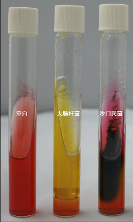 VRBA內(nèi)的紅色小菌落，有可能是沙門氏菌？